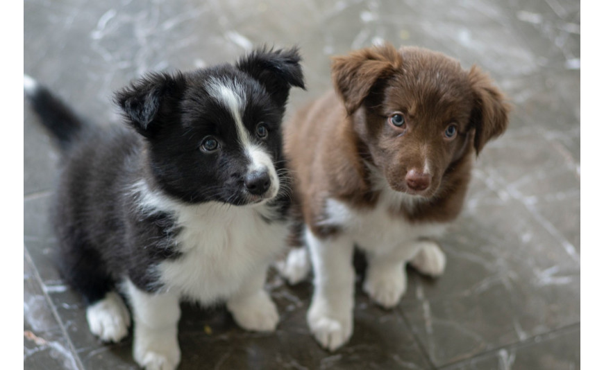 Szkolenie psa - dlaczego warto