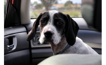 Jak bezpiecznie i wygodnie podróżować z psem