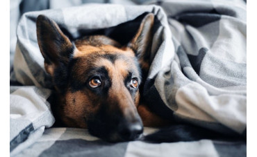 Jaki model legowiska wybrać dla owczarka niemieckiego?