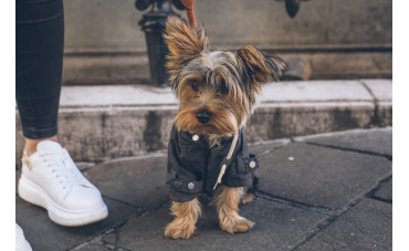Ubranka dla Yorka - co warto mieć w psiej szafie?