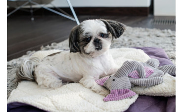 Legowisko dla shih tzu jak wybrać