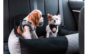 Kompletny przewodnik po wyborze idealnego fotelika samochodowego dla czworonożnego towarzysza podróży