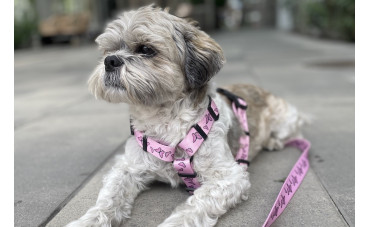 Szelki dla psa rasy Shih Tzu - jakie wybrać?