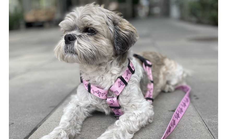 Szelki dla psa rasy Shih Tzu - jakie wybrać?