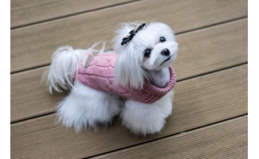 Ciepłe i stylowe: Swetry dla psów na każdą okazję