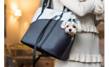 JAKI MODEL LEGOWISKA WYBRAĆ DLA BORDER COLLIE