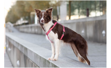 WYBIERAMY NAJLEPSZE SZELKI DLA PSA: PRZEWODNIK DLA WŁAŚCICIELI