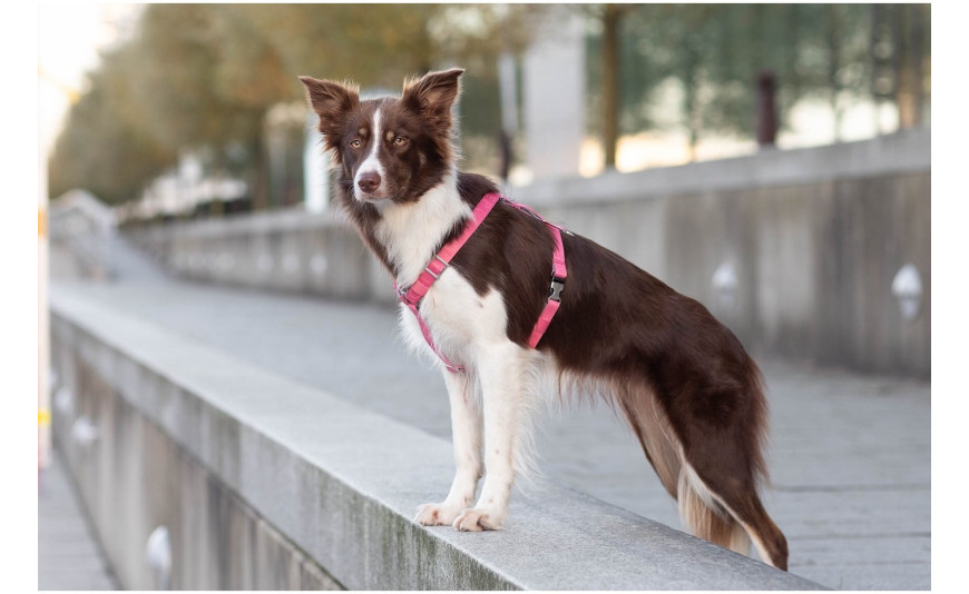 WYBIERAMY NAJLEPSZE SZELKI DLA PSA: PRZEWODNIK DLA WŁAŚCICIELI