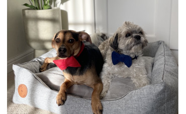 Najlepsze legowisko dla Twojego psa: Wybierz idealne miejsce dla pupila