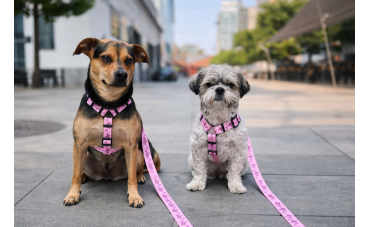 Where to Buy Durable Dog Harnesses Online? A Practical Guide