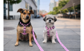Where to Buy Durable Dog Harnesses Online? A Practical Guide